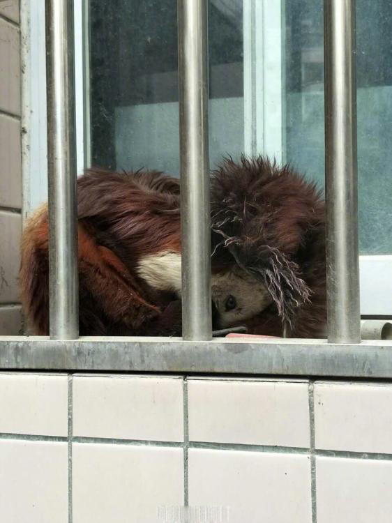 【濒危动物飞猫】窗外跑来濒危物种飞猫:快来看