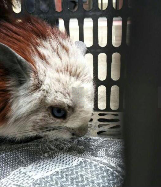 【濒危动物飞猫】窗外跑来濒危物种飞猫:快来看