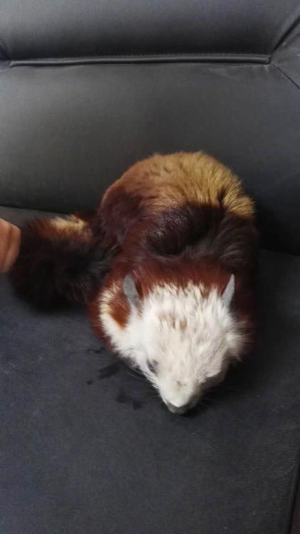 【濒危动物飞猫】窗外跑来濒危物种飞猫:快来看