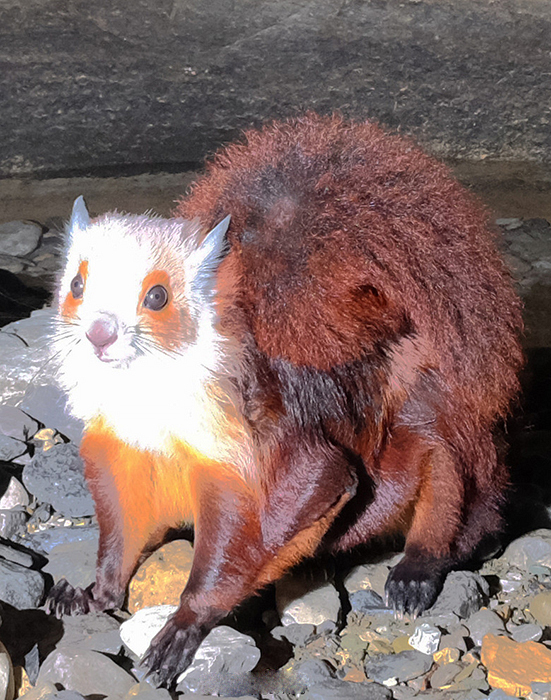 【濒危动物飞猫】窗外跑来濒危物种飞猫:快来看