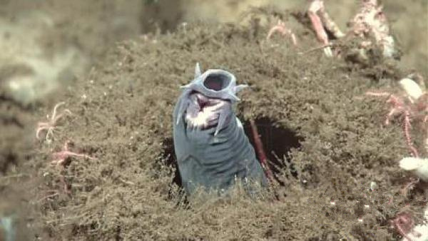 能够杀死鲨鱼的邪恶怪物 钻进体内内脏