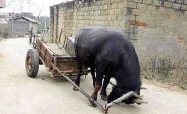 太通人性!主人残疾老牛自己装车下地 看泪目了!