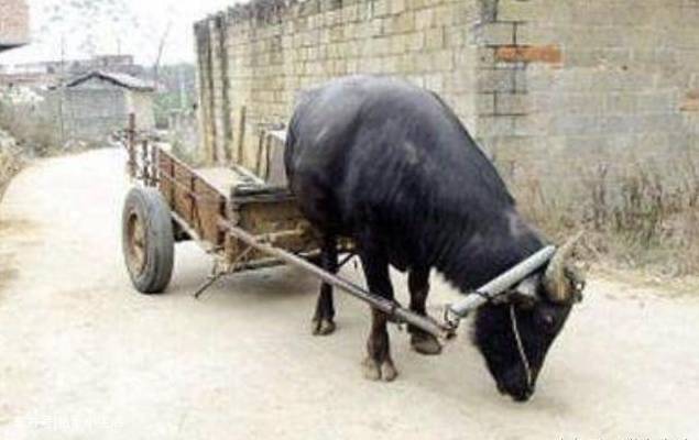 太通人性!主人残疾老牛自己装车下地 看泪目了!