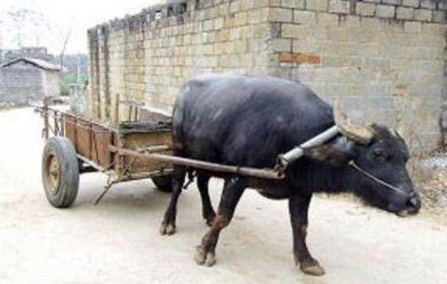 太通人性!主人残疾老牛自己装车下地 看泪目了!