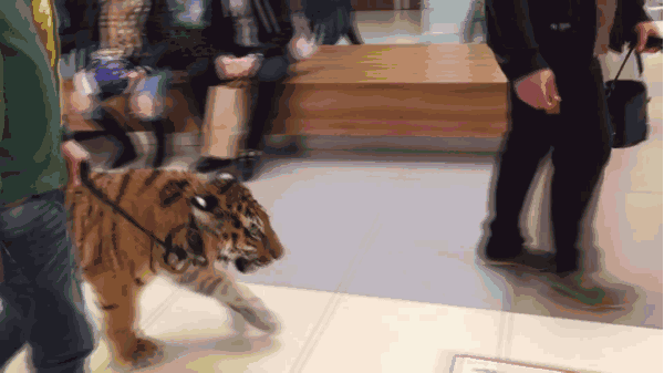 俄罗斯商场惊现遛老虎画面:悠闲踱步好自在好潇洒