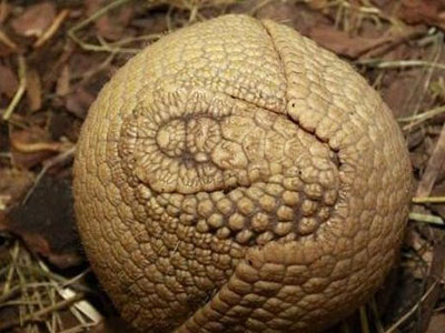 这物见人缩成球碰下会得麻风病