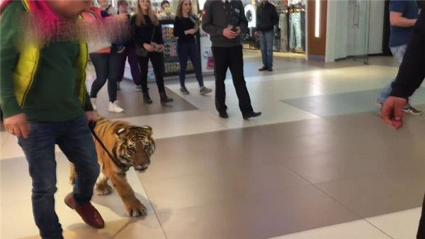 俄罗斯商场惊现遛老虎画面:悠闲踱步好自在好潇洒