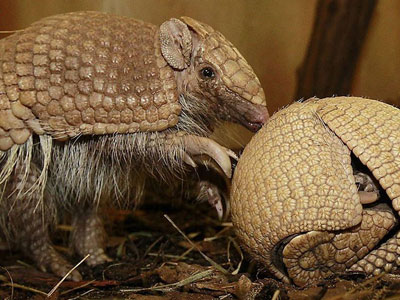 这物见人缩成球碰下会得麻风病