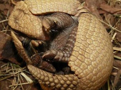 这物见人缩成球碰下会得麻风病