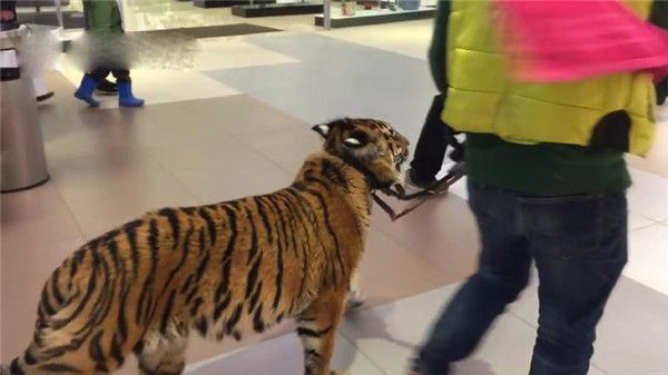 俄罗斯商场惊现遛老虎画面:悠闲踱步好自在好潇洒