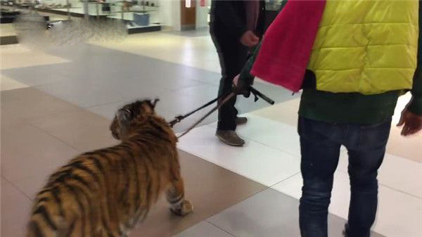 俄罗斯商场惊现遛老虎画面:悠闲踱步好自在好潇洒