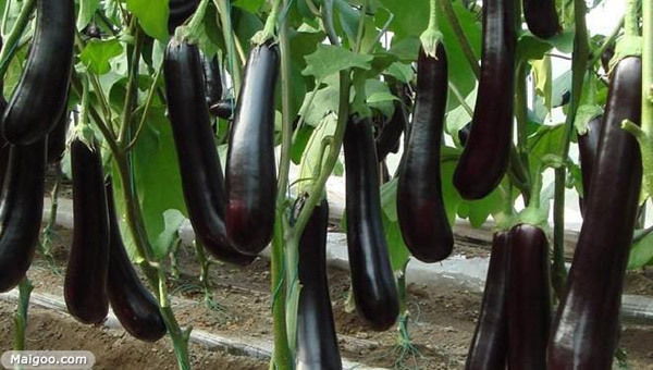 盘点有助于孩子长大增高的十大蔬菜