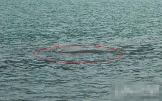 尼斯湖连体水怪上岸遭捕鱼人射杀