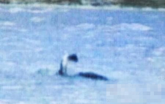 尼斯湖连体水怪上岸遭捕鱼人射杀