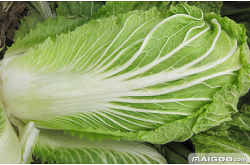 营养最丰富的蔬菜:营养最丰富的十大蔬菜健康养生