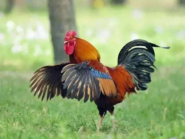 农村九大凶兽排名：看见第一排名的得绕着走