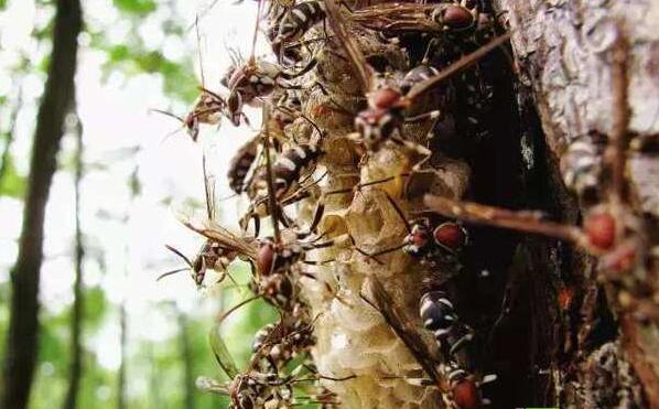 农村九大凶兽排名：看见第一排名的得绕着走