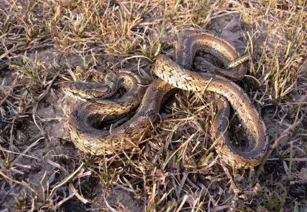 农村九大凶兽排名:看见第一排名的得绕着走