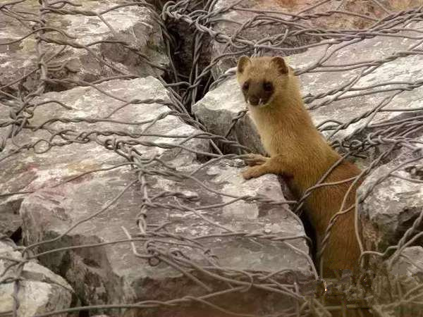 农村九大凶兽排名：看见第一排名的得绕着走