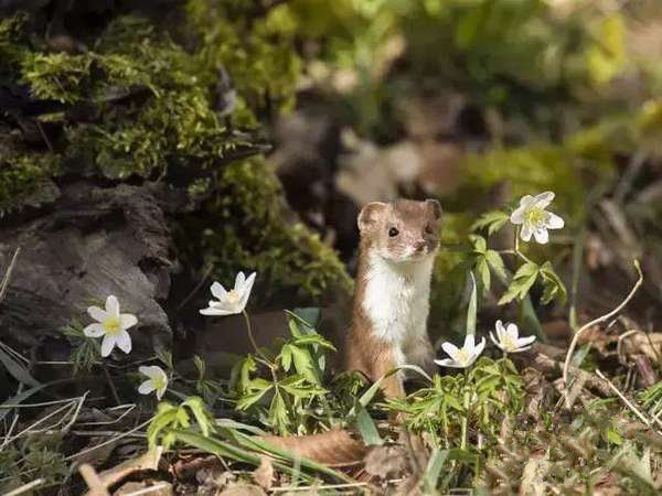 农村九大凶兽排名：看见第一排名的得绕着走