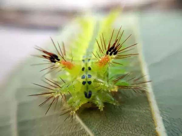 农村九大凶兽排名：看见第一排名的得绕着走