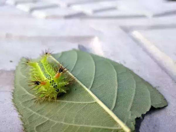 农村九大凶兽排名：看见第一排名的得绕着走