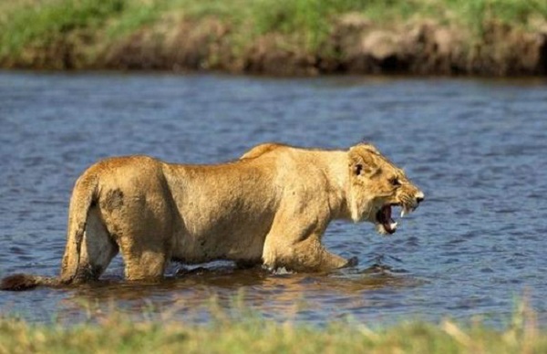 母狮为保护宝宝过河 竟与鳄鱼干这事
