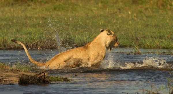 母狮为保护宝宝过河 竟与鳄鱼干这事