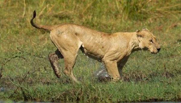 母狮为保护宝宝过河 竟与鳄鱼干这事