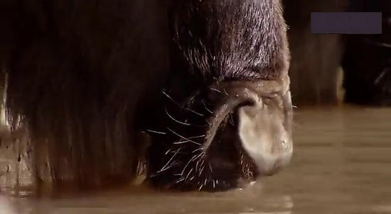 【鳄鱼角马】角马调戏鳄鱼：场景湖面轰动世界（组图）