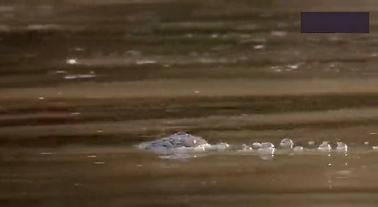 【鳄鱼角马】角马调戏鳄鱼：场景湖面轰动世界（组图）