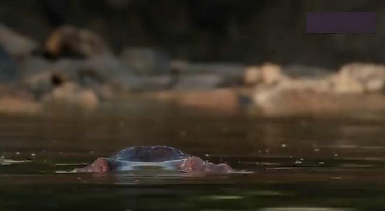 【鳄鱼角马】角马调戏鳄鱼：场景湖面轰动世界（组图）