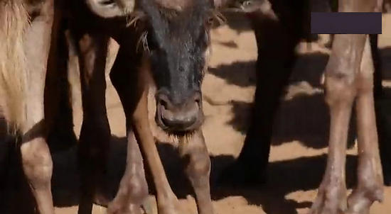 【鳄鱼角马】角马调戏鳄鱼：场景湖面轰动世界（组图）