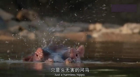 【鳄鱼角马】角马调戏鳄鱼：场景湖面轰动世界（组图）