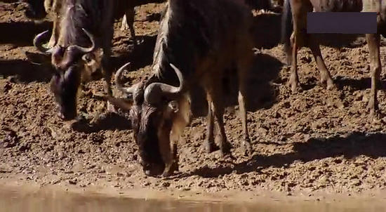 【鳄鱼角马】角马调戏鳄鱼：场景湖面轰动世界（组图）