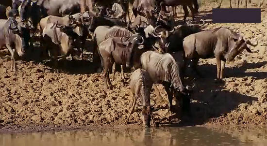 【鳄鱼角马】角马调戏鳄鱼：场景湖面轰动世界（组图）