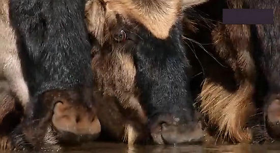 【鳄鱼角马】角马调戏鳄鱼：场景湖面轰动世界（组图）
