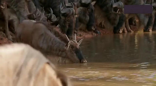 【鳄鱼角马】角马调戏鳄鱼：场景湖面轰动世界（组图）
