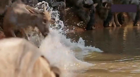 【鳄鱼角马】角马调戏鳄鱼：场景湖面轰动世界（组图）