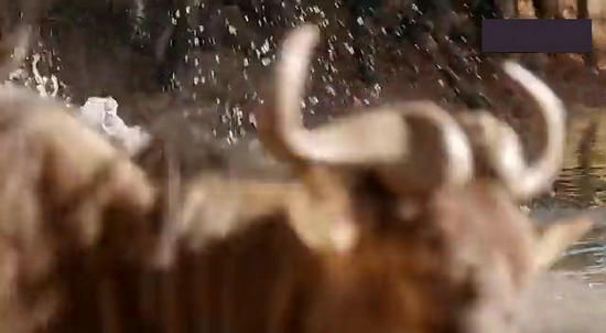 【鳄鱼角马】角马调戏鳄鱼：场景湖面轰动世界（组图）