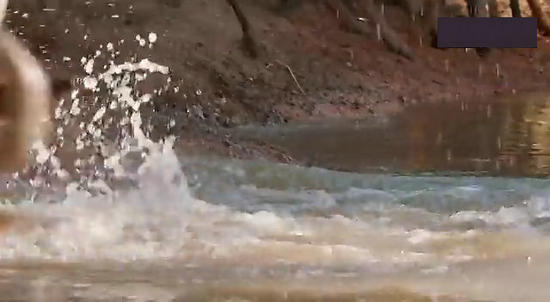 【鳄鱼角马】角马调戏鳄鱼：场景湖面轰动世界（组图）