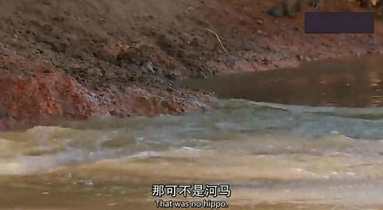 【鳄鱼角马】角马调戏鳄鱼：场景湖面轰动世界（组图）