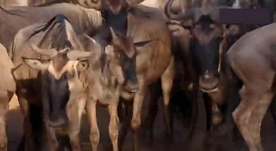 【鳄鱼角马】角马调戏鳄鱼：场景湖面轰动世界（组图）