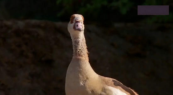【鳄鱼角马】角马调戏鳄鱼：场景湖面轰动世界（组图）
