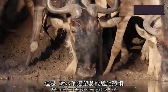 【鳄鱼角马】角马调戏鳄鱼：场景湖面轰动世界（组图）