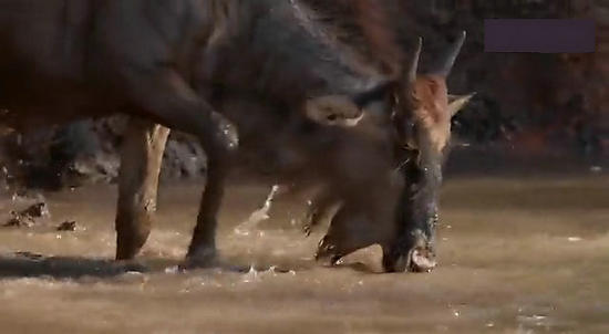 【鳄鱼角马】角马调戏鳄鱼：场景湖面轰动世界（组图）