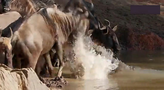 【鳄鱼角马】角马调戏鳄鱼：场景湖面轰动世界（组图）