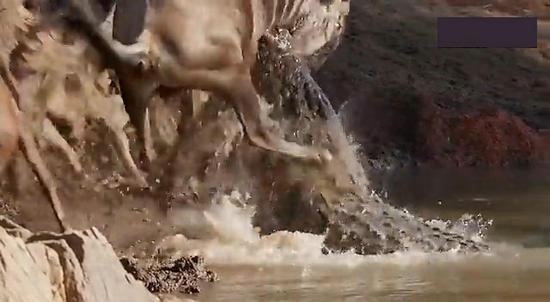 【鳄鱼角马】角马调戏鳄鱼：场景湖面轰动世界（组图）