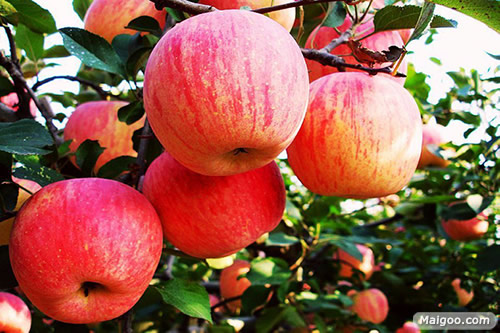 减肥刮油吃什么好:推荐夏日减肥必吃十大刮油圣品 减肥刮油吃什么好:推荐夏日减肥必吃十大刮油圣品