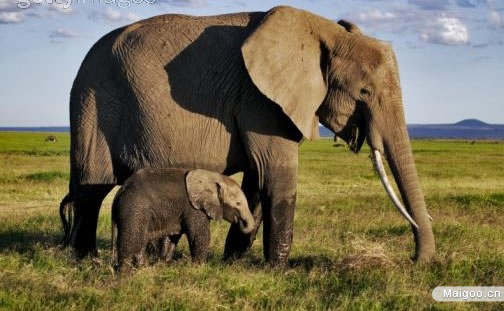 【巨型动物排名】世界十大巨型动物大揭秘 看照片吓哭